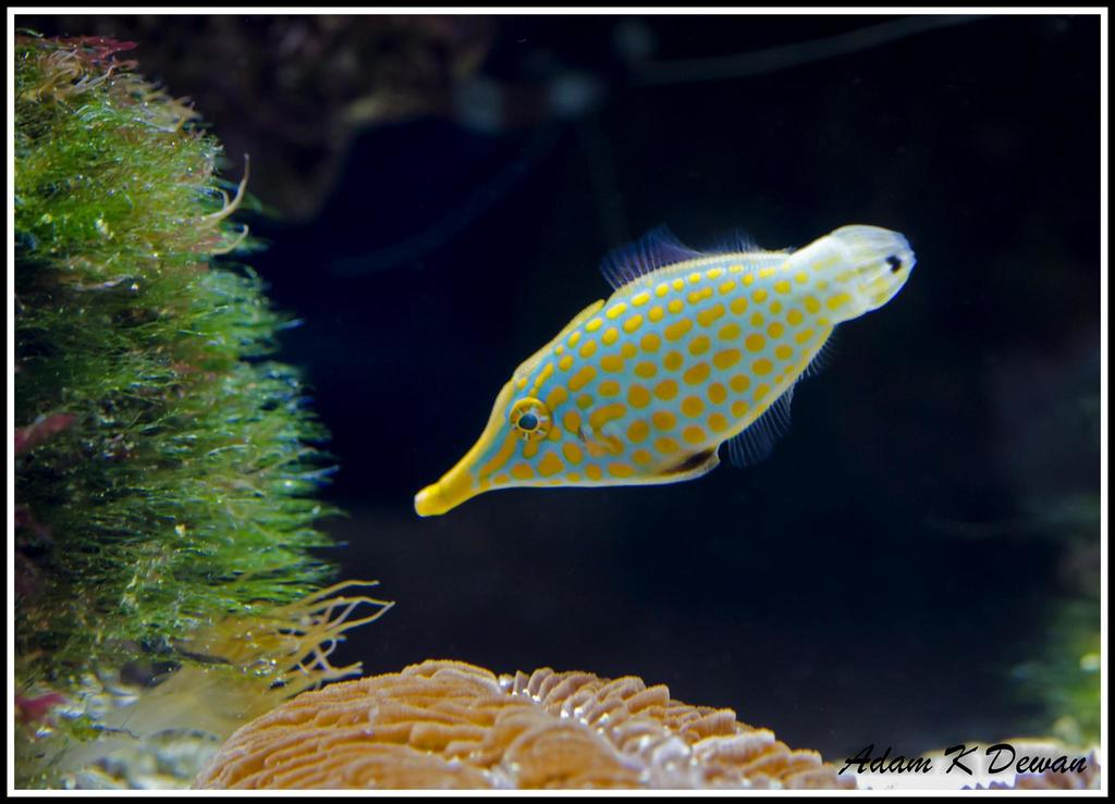 Photos Of Longnose Filefish Oxymonacanthus Longirostris Inaturalist