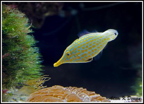 Longnose Filefish