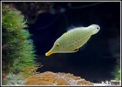 Harlequin Filefish photo 5