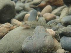 Rhinogobius formosanus