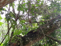 Syndactyla rufosuperciliata