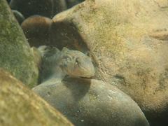 Rhinogobius formosanus