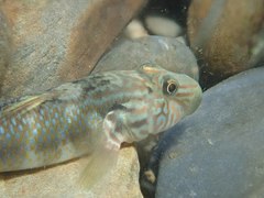 Rhinogobius formosanus