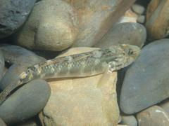 Rhinogobius formosanus