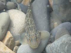 Rhinogobius formosanus