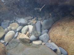 Rhinogobius formosanus