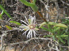 Vanzijlia annulata