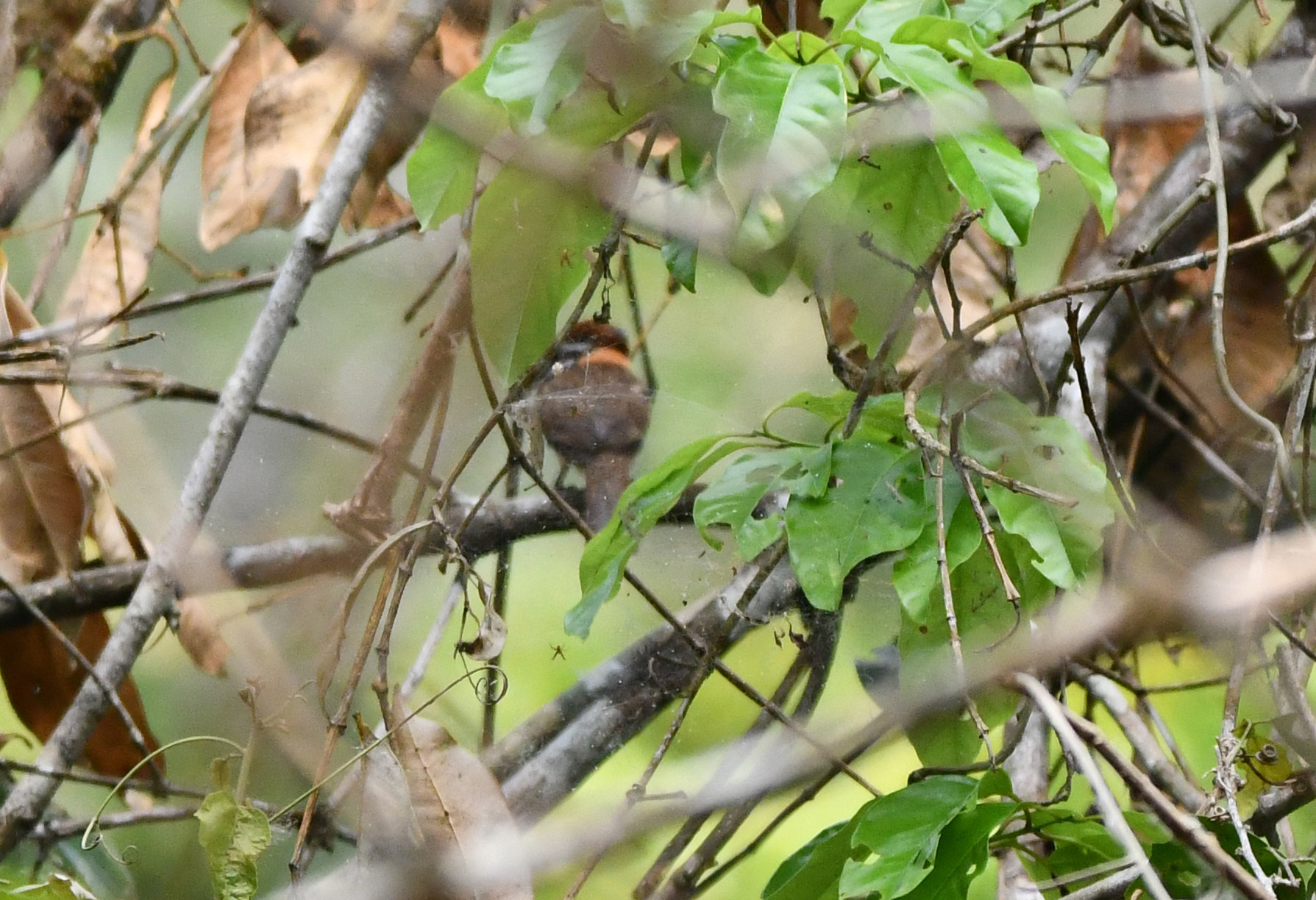 Chestnut-capped Puffbird (Bucco macrodactylus), photo 10