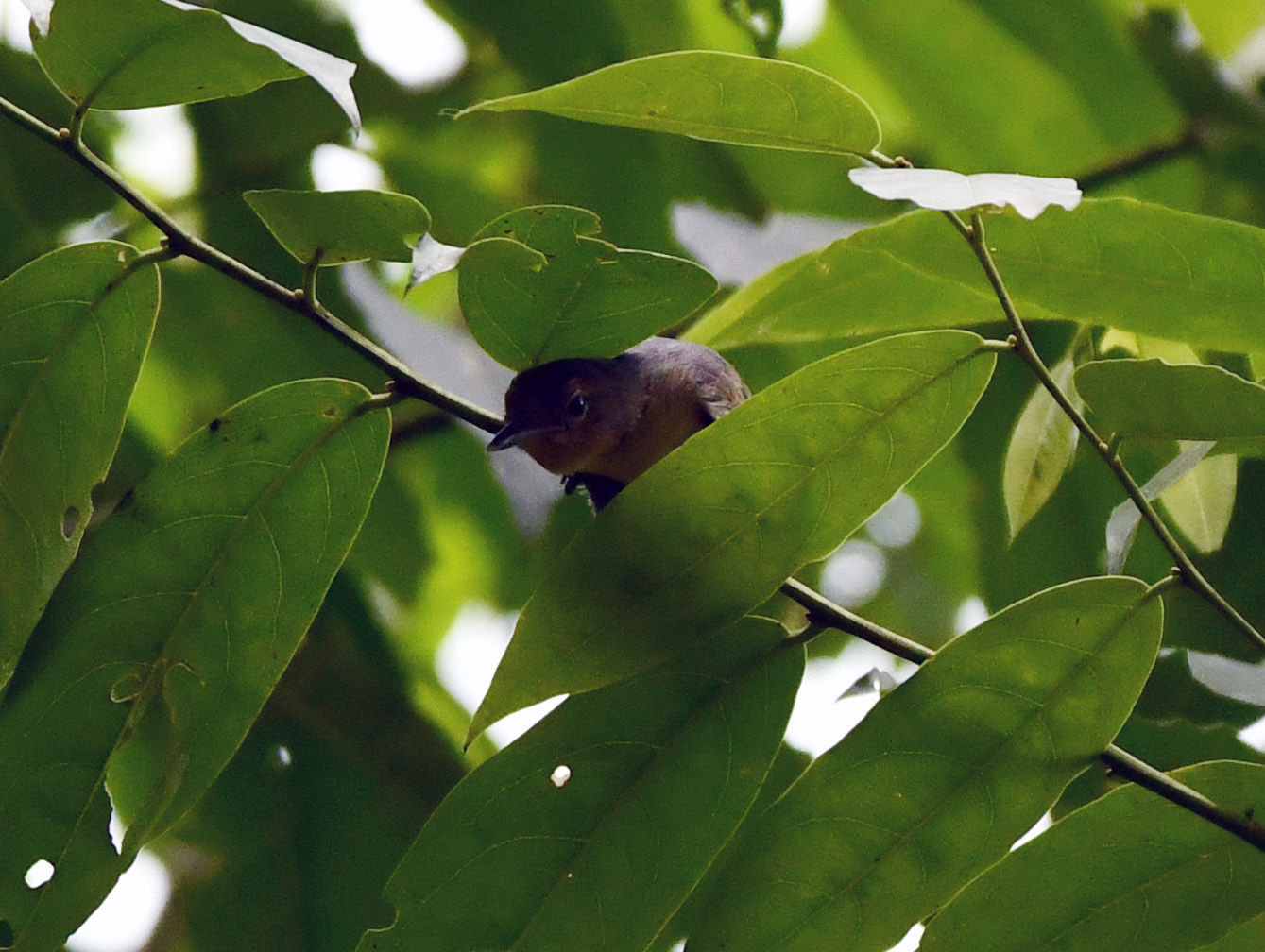 Grey Antwren (Myrmotherula menetriesii), photo 2