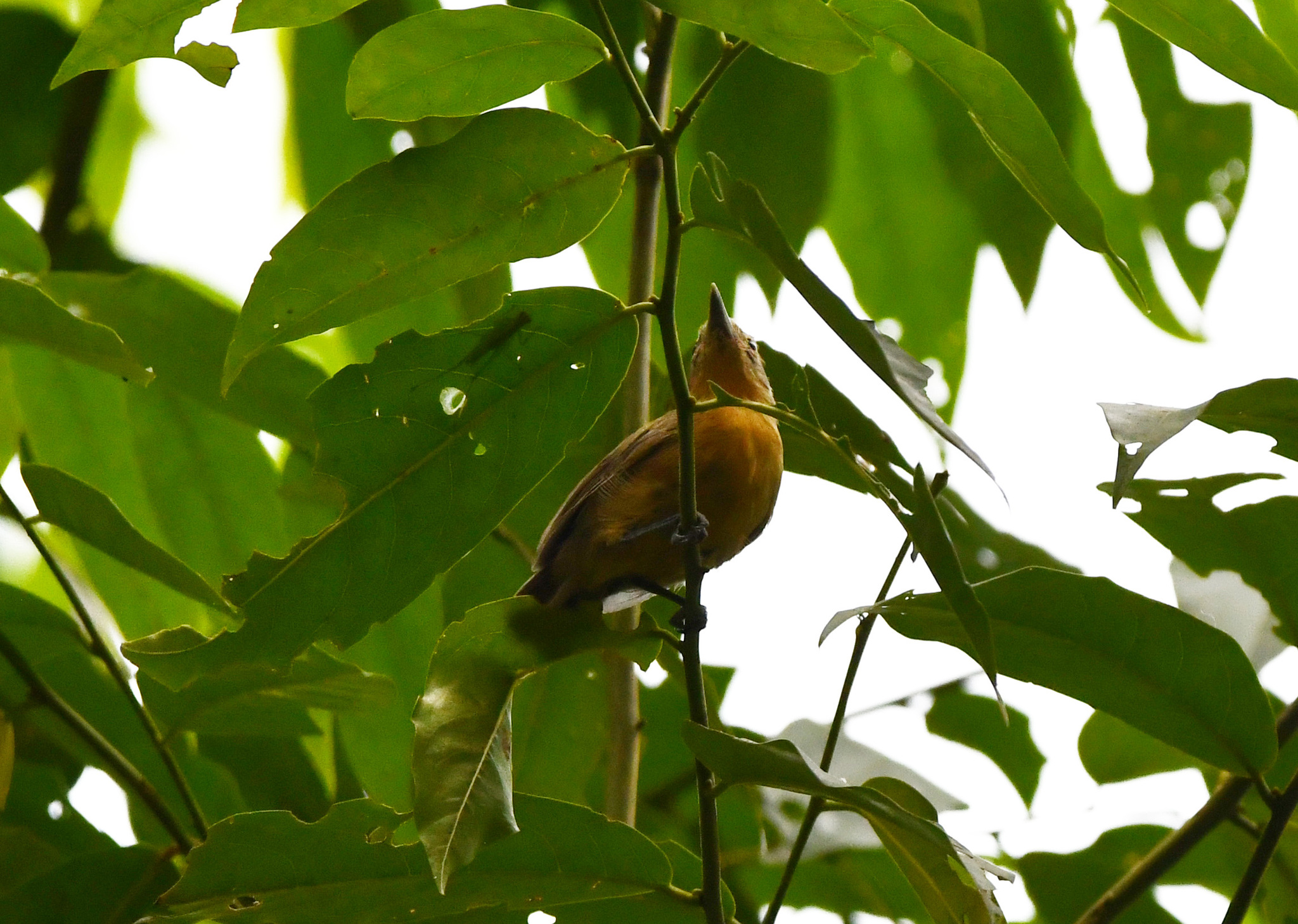 Grey Antwren (Myrmotherula menetriesii), photo 1