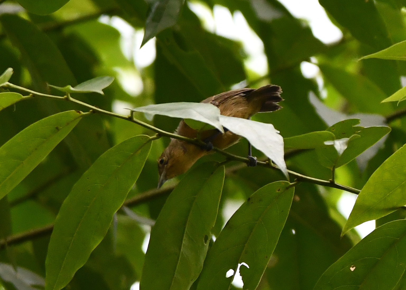 Grey Antwren (Myrmotherula menetriesii), photo 3
