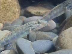 Rhinogobius formosanus