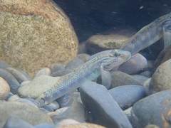 Rhinogobius formosanus