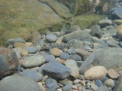 Rhinogobius formosanus