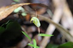 Pterostylis brumalis