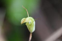 Pterostylis brumalis
