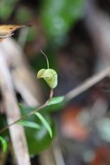 Pterostylis brumalis