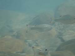 Kuhlia marginata