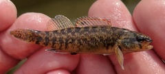 Mud Darter photo 2
