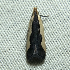 Dichomeris inserrata