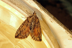 Hydriomena perfracta