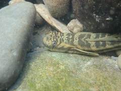 Sicyopterus japonicus