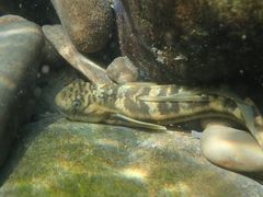 Sicyopterus japonicus