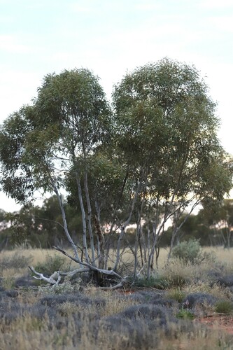 Eucalyptus concinna, 2024-07-13
