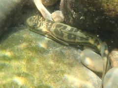 Sicyopterus japonicus