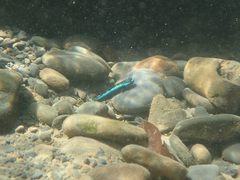 Stiphodon atropurpureus