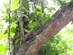 Troglodytes solstitialis