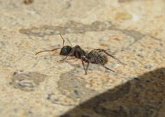 Formicidae