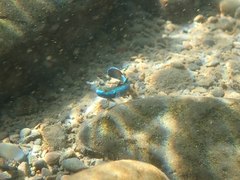Stiphodon atropurpureus