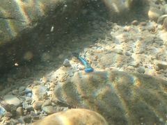 Stiphodon atropurpureus