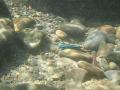 Stiphodon atropurpureus