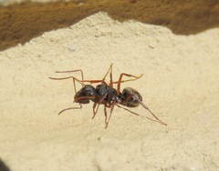 Formicidae