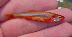 Carmine Shiner photo 4