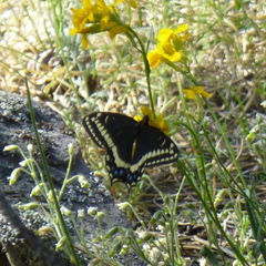 Papilio indra