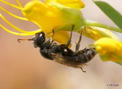 Xeralictus timberlakei