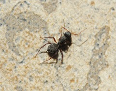 Formicidae