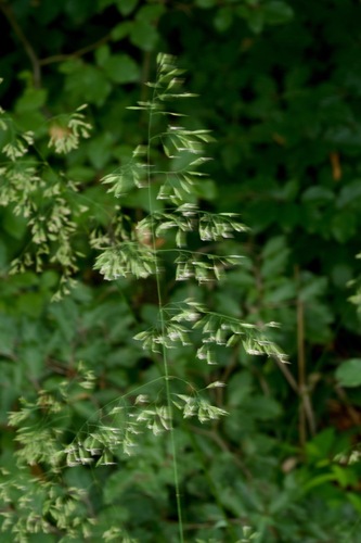Festuca drymeja observed 2024-06-22