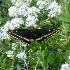 Papilio indra