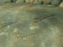 Rhinogobius formosanus