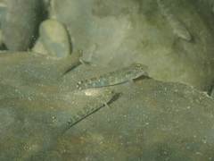 Rhinogobius formosanus
