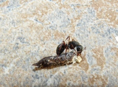 Formicidae