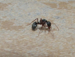 Formicidae
