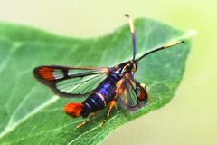 Synanthedon richardsi