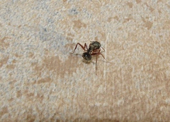 Formicidae