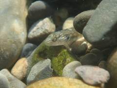Rhinogobius formosanus