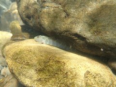 Rhinogobius formosanus